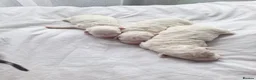 Maltese dogs for sale: Bishon maltese - Advert 8