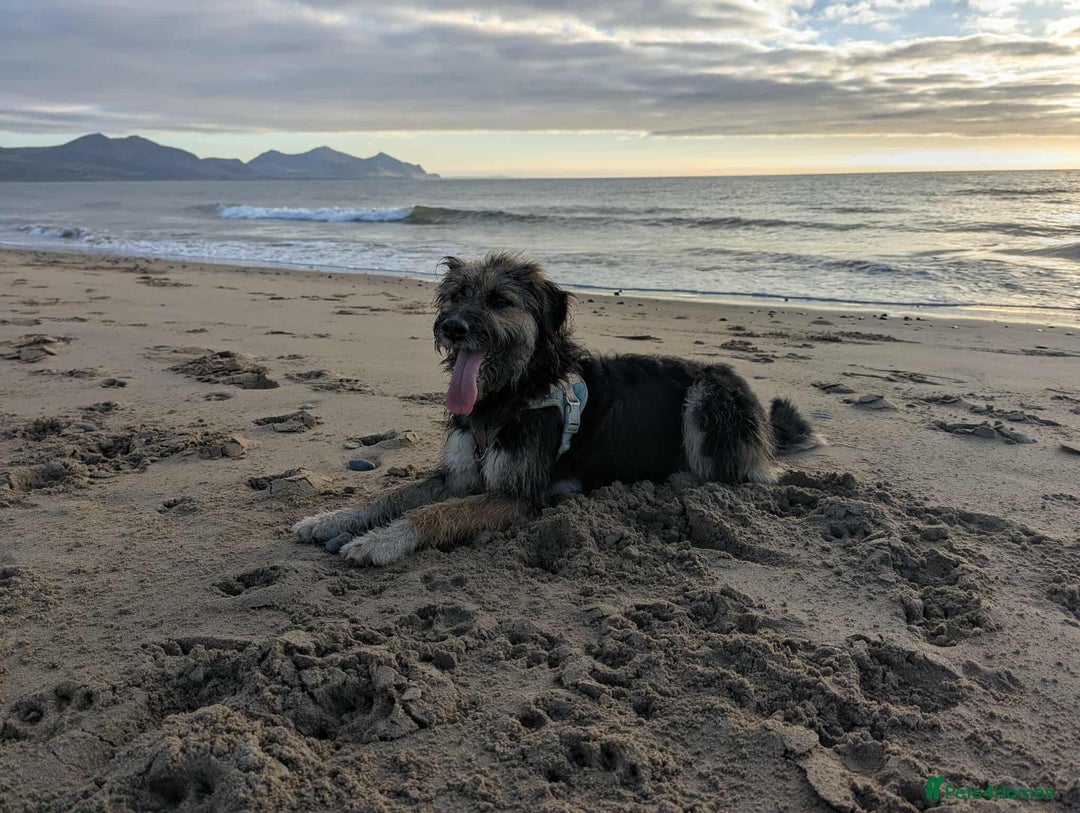 Mixed Breed dogs for adoption: MEET BELLA - Advert 2