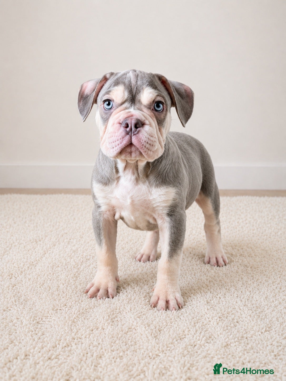French Bulldog dogs Adorable fluffy frenchies - Advert 11