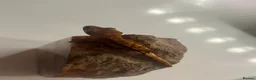 Gecko reptiles for sale: Stunning baby crested geckos - Advert 3