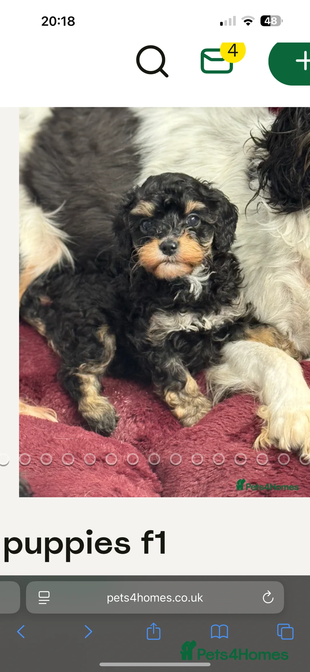 Cavapoo dogs for sale: Cavapoo - Advert 2