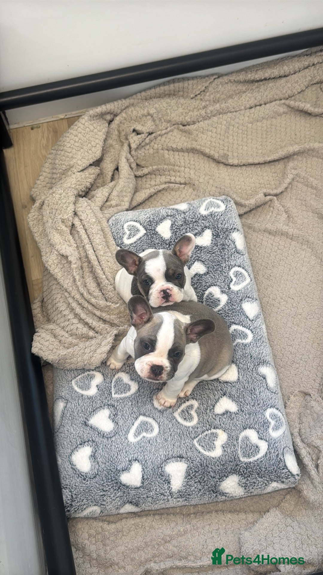 French Bulldog dogs Merle Piebald French Bulldogs  - Advert 1