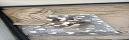 French Bulldog dogs for sale: Merle Piebald French Bulldogs  - Advert 1