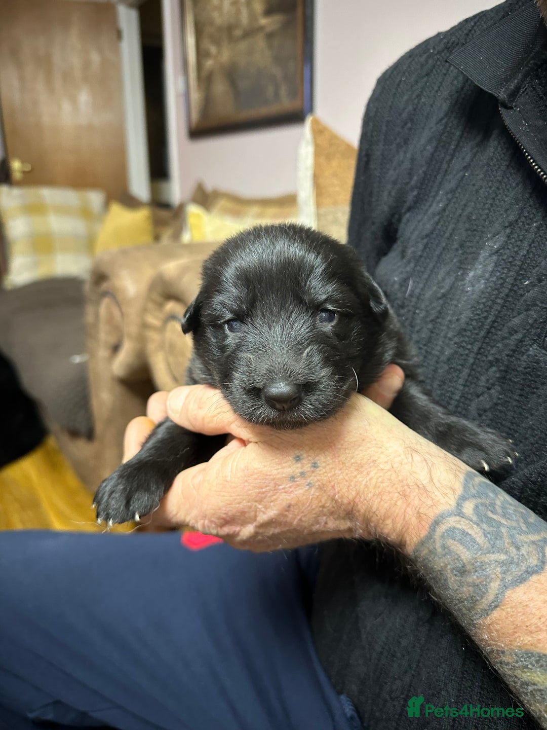 German Shepherd dogs for sale: Beautiful Blue and Black GSD puppies - Advert 7
