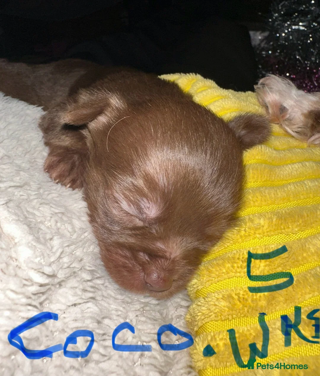 Chihuahua dogs for sale: X2 Gorgeous Chihuahua little ladies - Advert 21