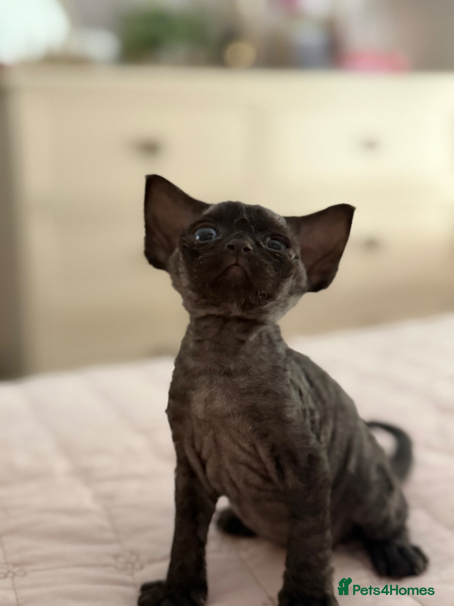 Devon Rex cats Stunning and Loving Devon Rex Kittens  - Advert 5