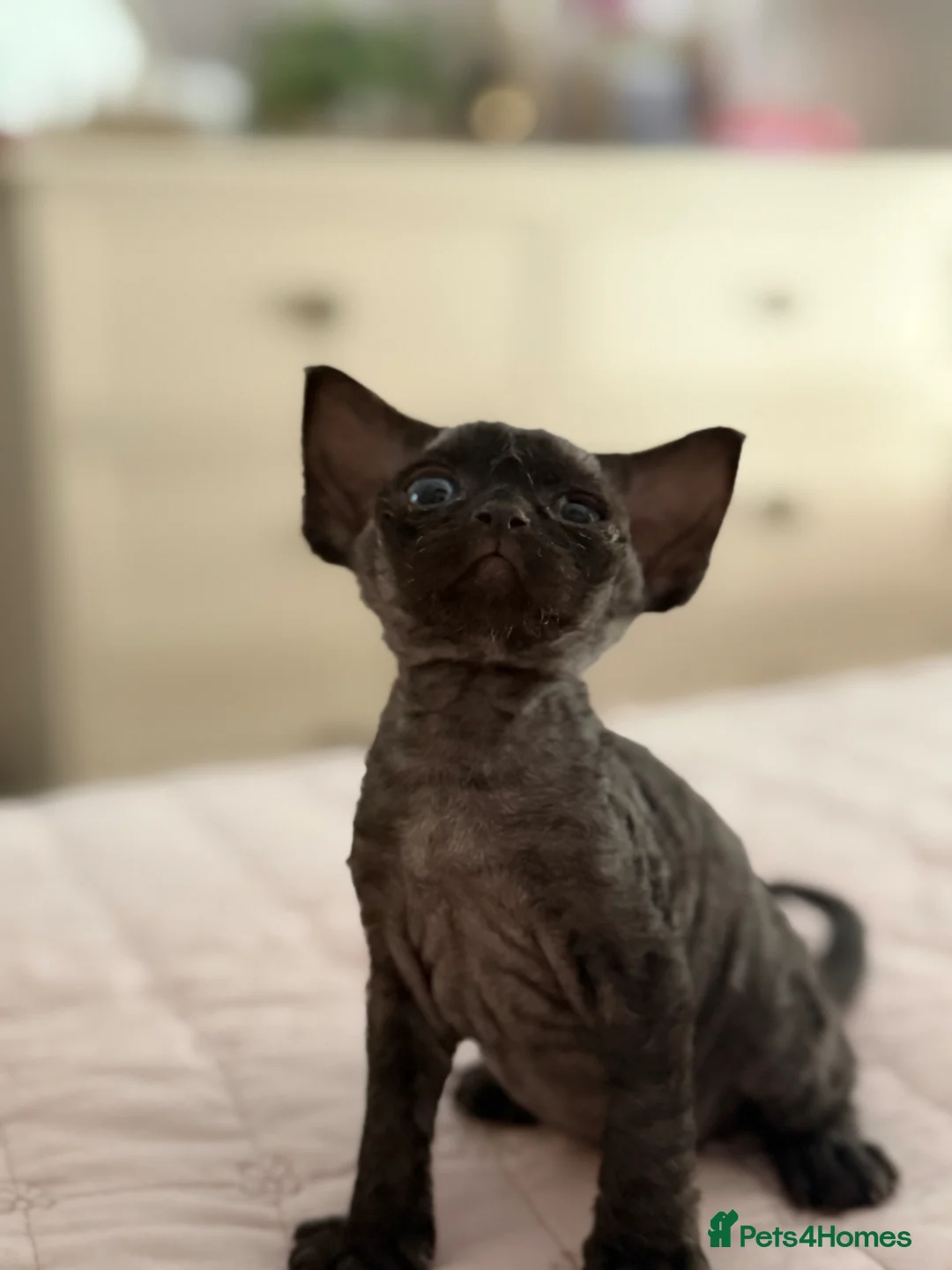 Devon Rex cats for sale: Stunning and Loving Devon Rex Kittens  - Advert 1