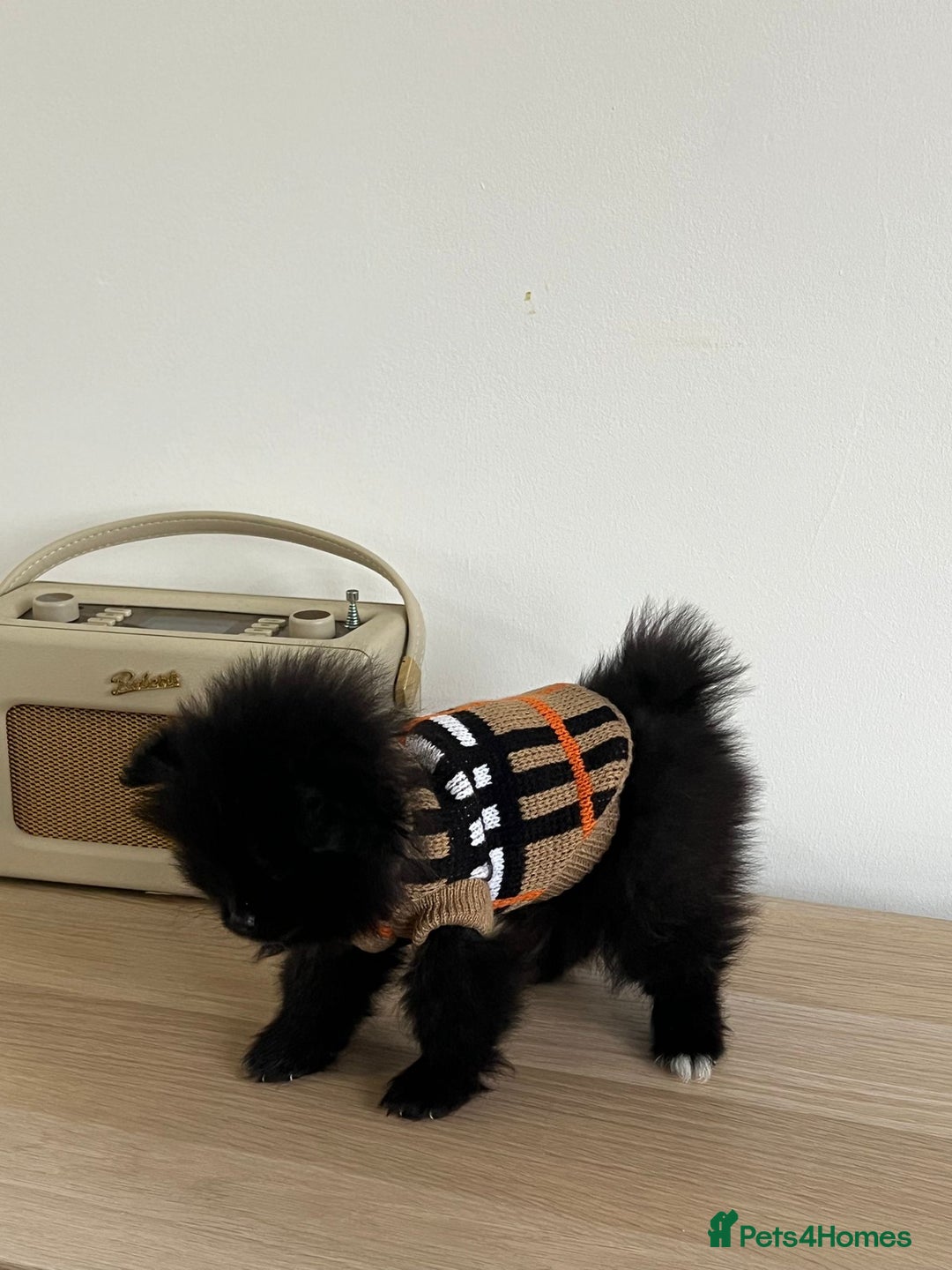 Pomeranian dogs for sale: ONE-TIME ONLY PUREBRED POM PUP (BLUE MERLE PARENT) - Advert 5