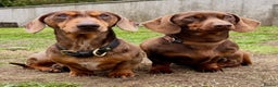 Miniature Dachshund dogs for sale: Chocolate & Dapple KC Miniature Dachshund Puppies - Advert 9