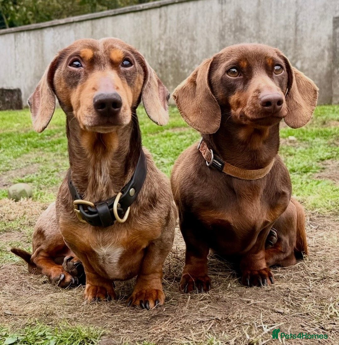 Miniature Dachshund dogs for sale: Chocolate & Dapple KC Miniature Dachshund Puppies - Advert 9