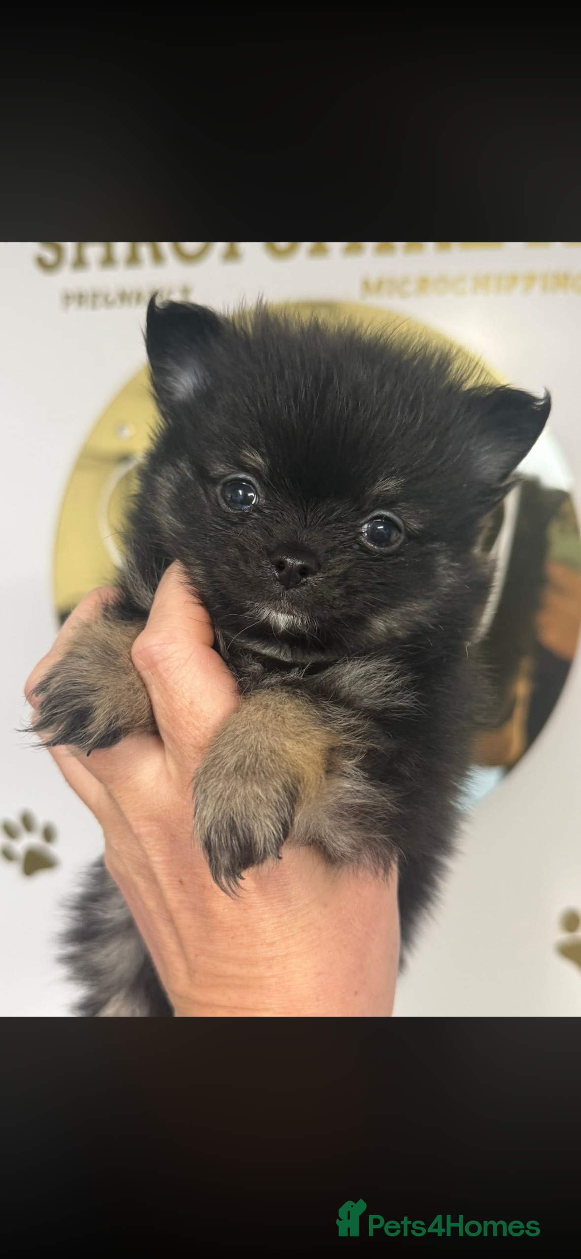 Pomchi dogs Last pomchi of the littler 🐶🐾 - Advert 1