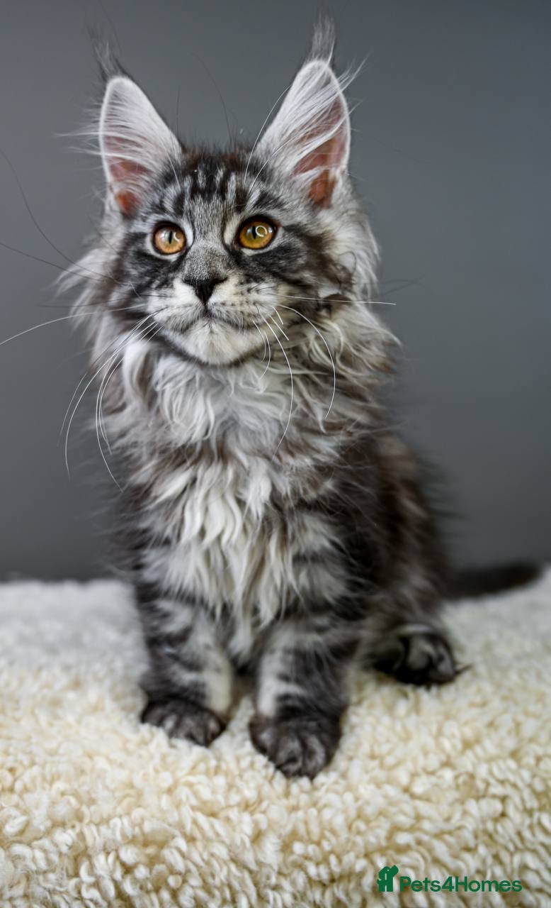 Maine Coon cats 🧬 Champion line kittens - TICA REGISTERED 🎖️ - Advert 15