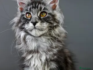 Maine Coon cats 🧬 Champion line kittens - TICA REGISTERED 🎖️ - Advert 15