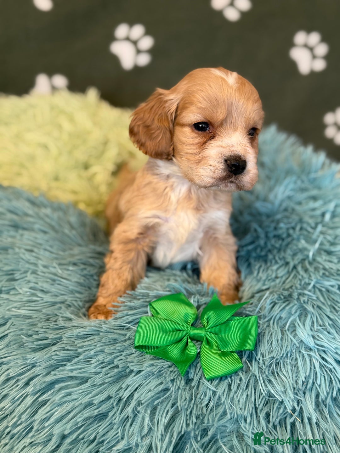 Cockapoo dogs for sale: F1 Cockapoo’s available  - Advert 5