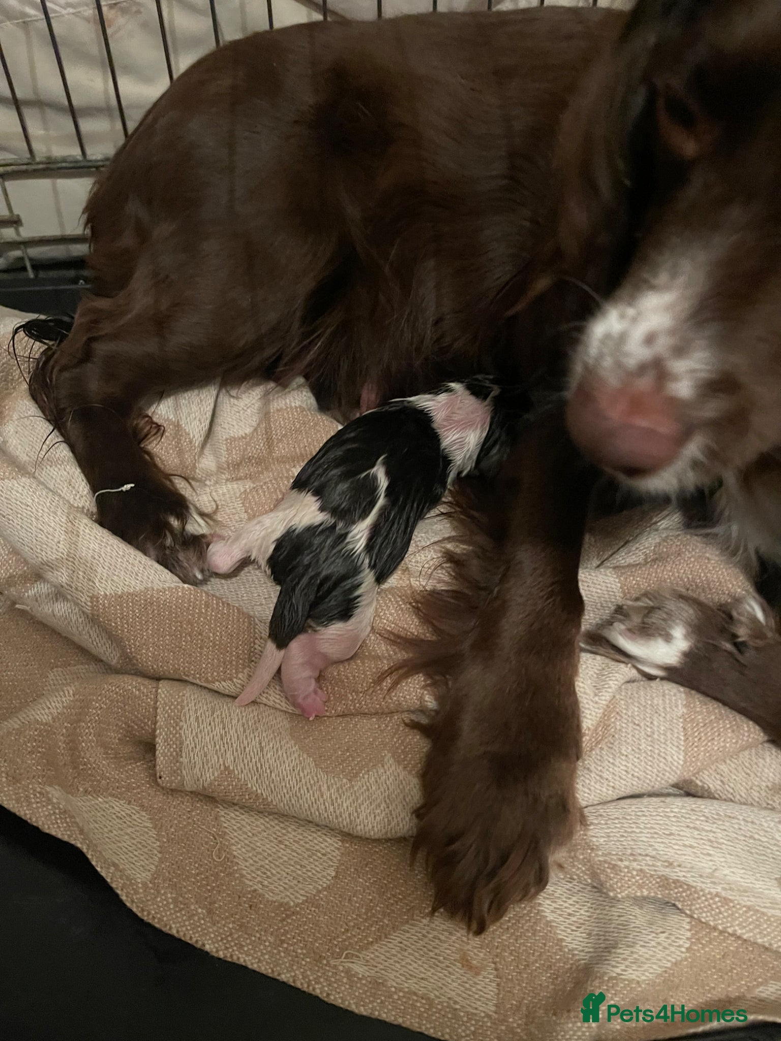 Cocker Spaniel dogs for sale: Working cocker spaniels  - Advert 4