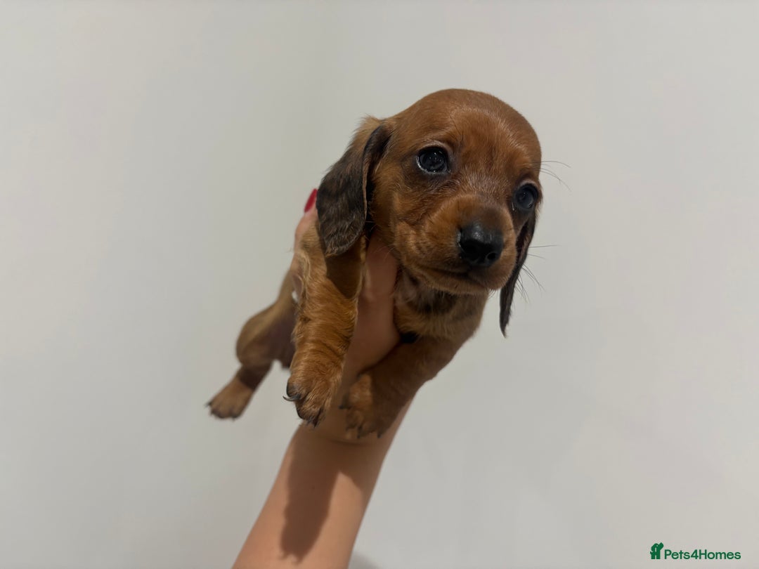 Miniature Dachshund dogs for sale: Beautiful little miniature dachshund girl  - Image 3