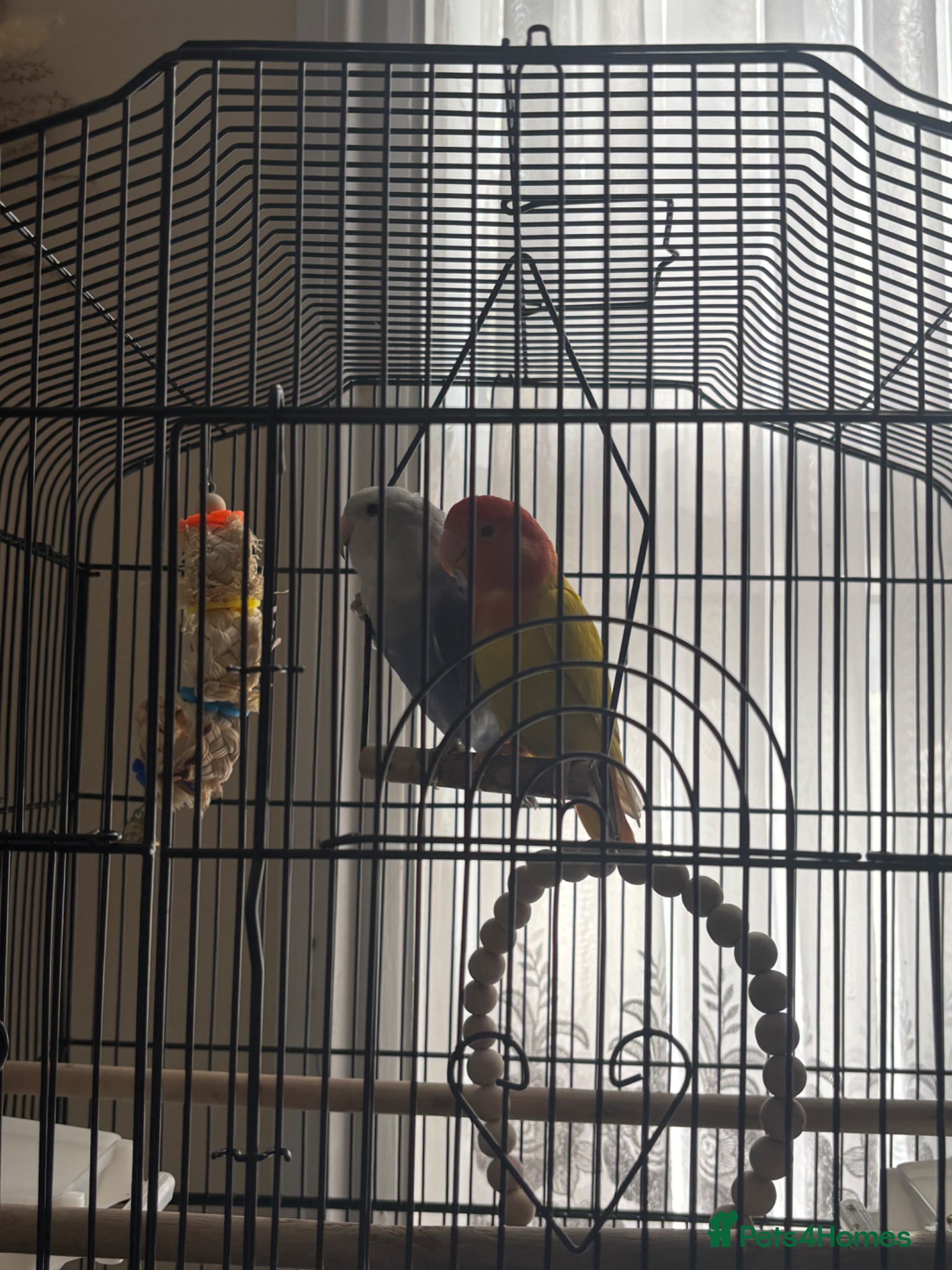 Lovebirds birds Lovebirds - Advert 3