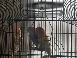 Lovebirds birds Lovebirds - Advert 3