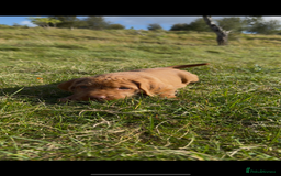 Hungarian Vizsla dogs for sale: Wirehaired Vizsla’s - Image 16