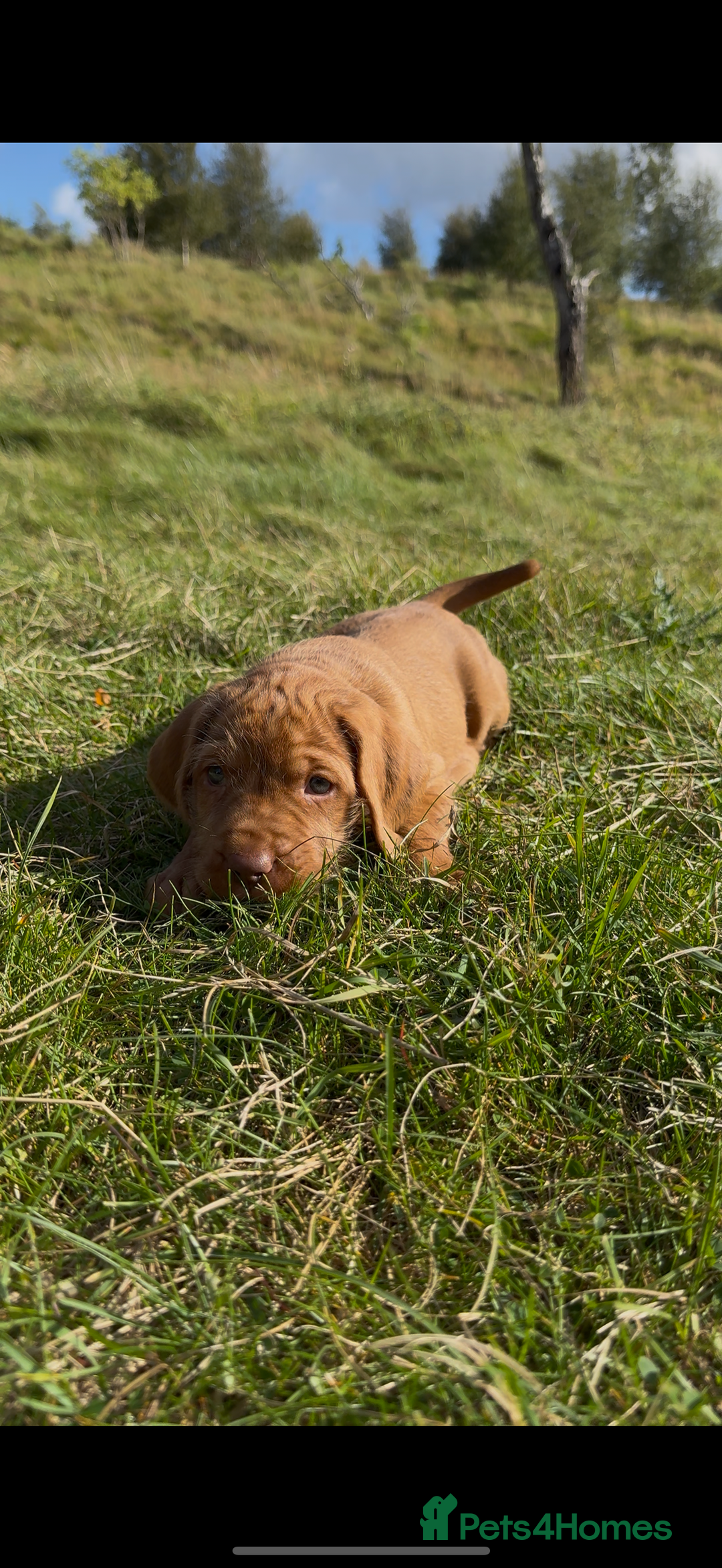 Hungarian Vizsla dogs for sale: Wirehaired Vizsla’s - Image 16
