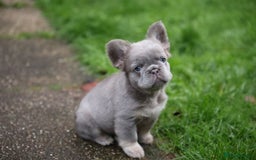 French Bulldog dogs for sale: French bulldog male - Advert 3
