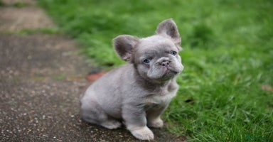 French Bulldog dogs French bulldog male - Advert 13