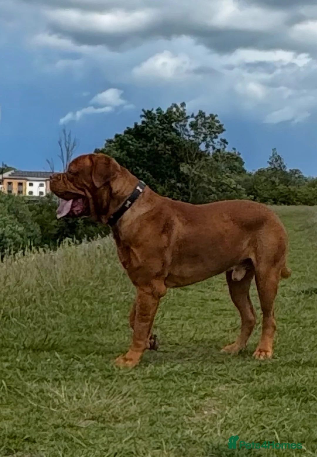 Dogue De Bordeaux dogs for stud:  Buddy, our dogue de Bordeaux available at stud - Advert 2