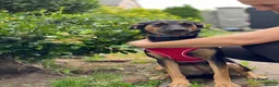 Mixed Breed dogs for adoption: ❤️GINA❤️  14-month-old perfect medium size girl in Burton-on-Trent - Advert 4