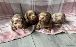 Miniature Dachshund dogs for sale: Miniature dachshunds  - Image 1