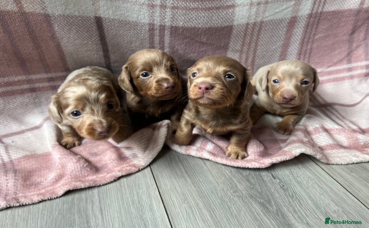 Miniature Dachshund dogs - Advert 1
