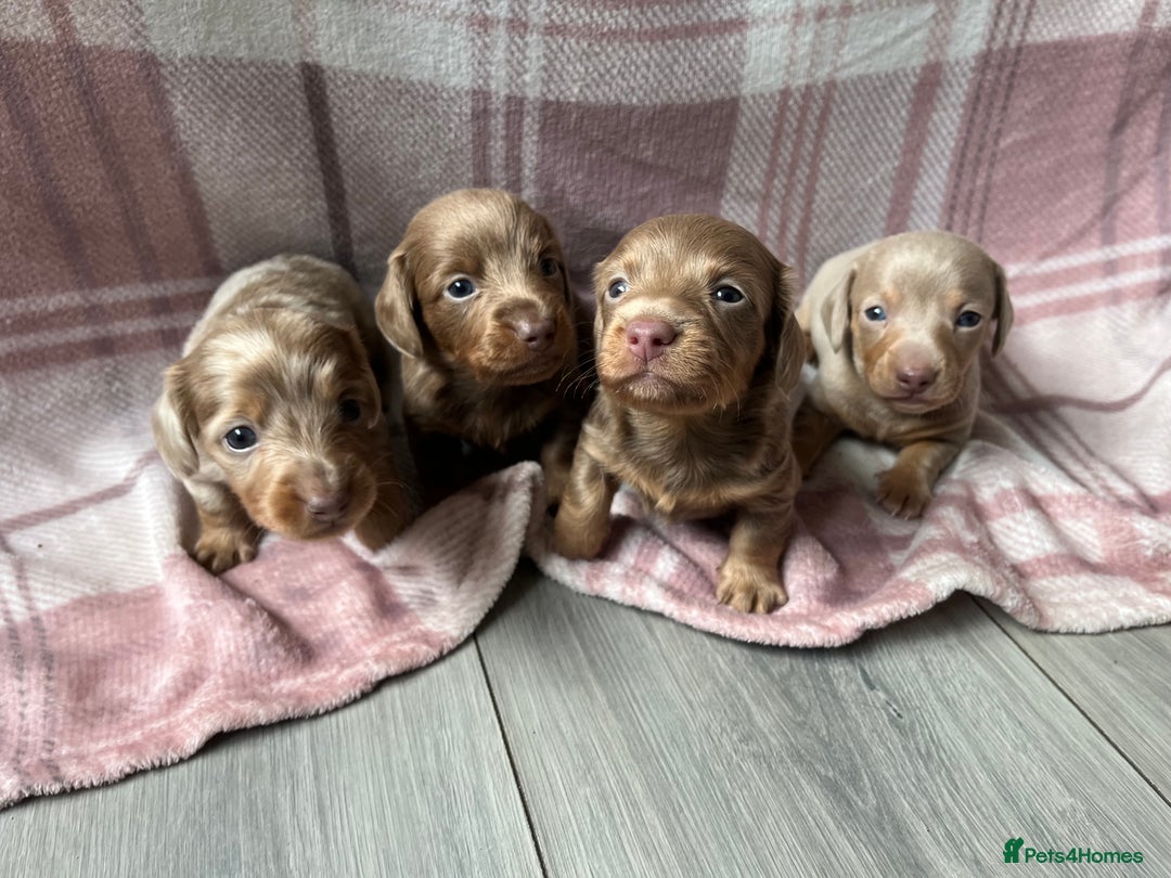 Miniature Dachshund dogs for sale: Miniature dachshunds  - Image 1