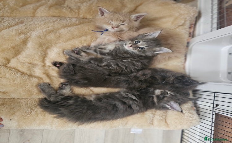 Maine Coon cats - Advert 3