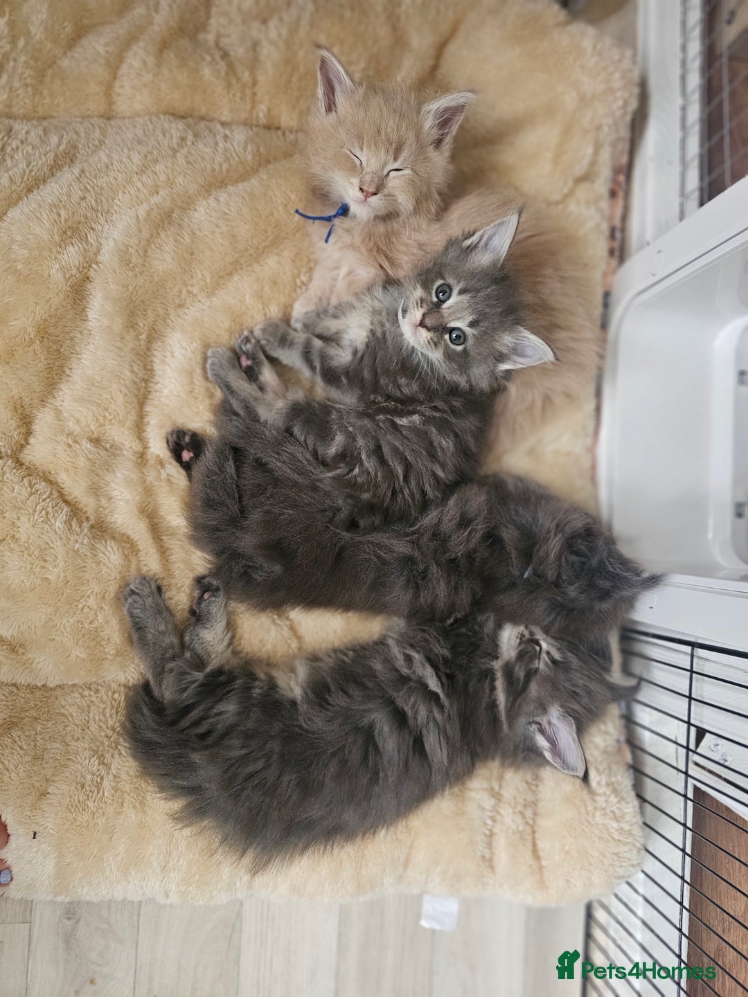 Maine Coon cats for sale: GCCF Registered Pedigree Maine Coon Kittens - Image 21