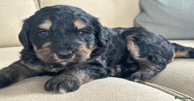 Bernedoodle dogs - Advert 4