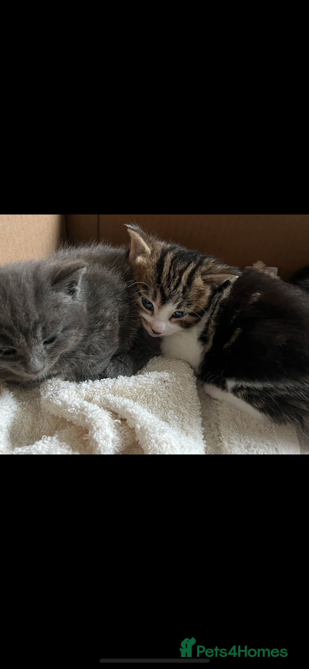 British Shorthair cats for sale: British shorthair x kittens for sale - Advert 14