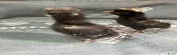 Chickens poultry for sale: Polish bantam chicks - Advert 6