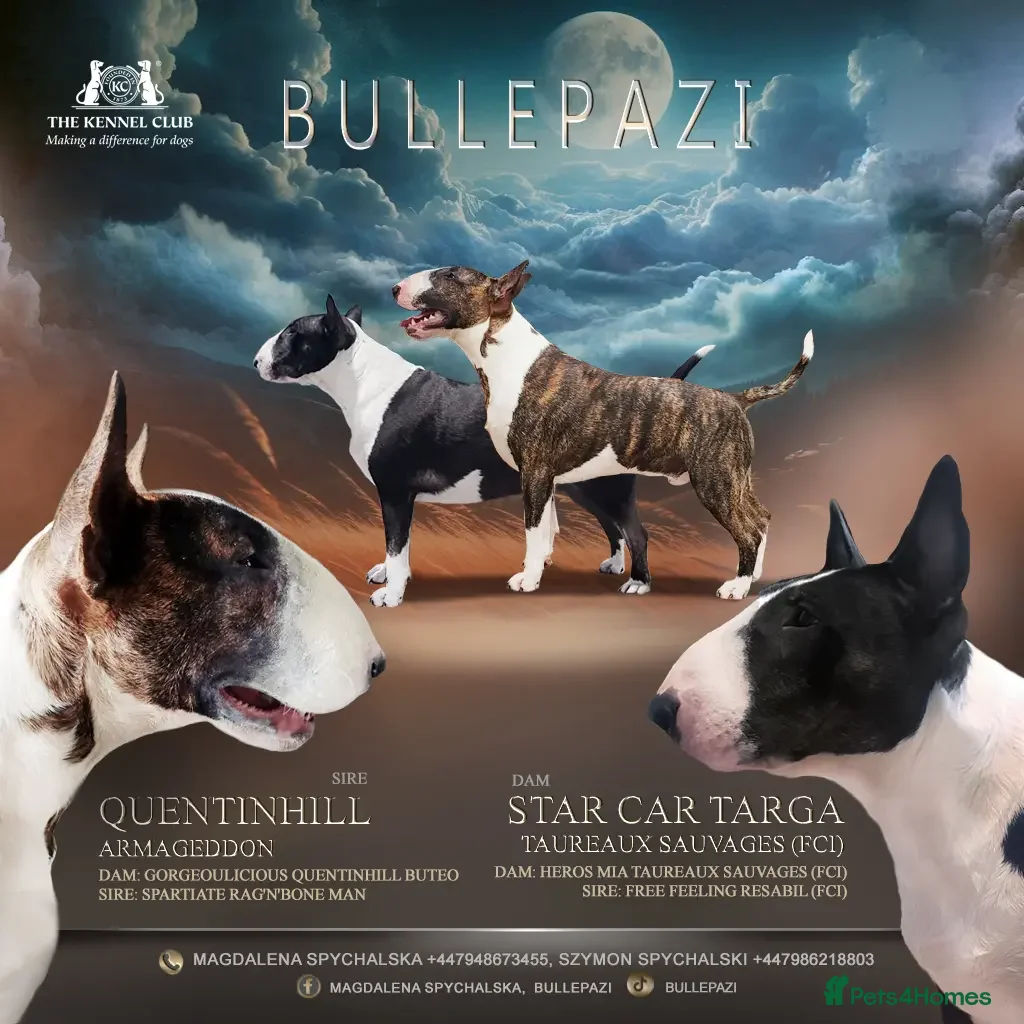 Breed Standard English Bull Terrier Breed Kennel Miniature Bull