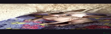 Sphynx 3