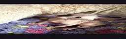 Sphynx cats for sale:  Sphynx Kittens with sky blue eyes  - Advert 7