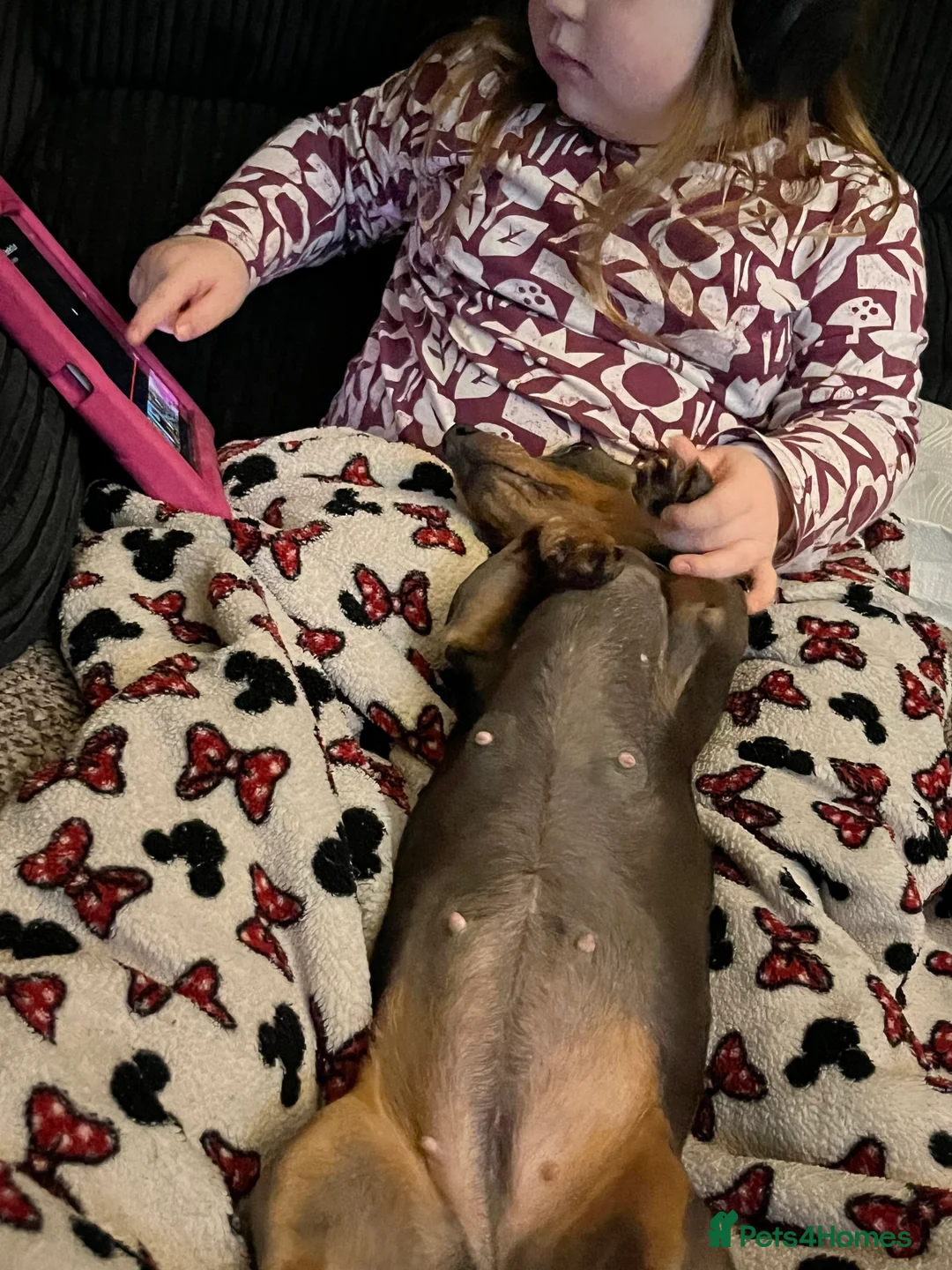 Miniature Dachshund dogs for sale: Miniature Dachshund  - Advert 1