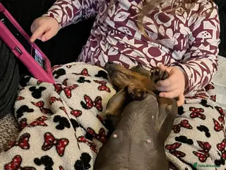 Miniature Dachshund dogs Miniature Dachshund - Advert 1