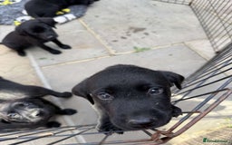 Labrador Retriever dogs for sale: 6 beautiful pedigree Labrador puppies - Image 14