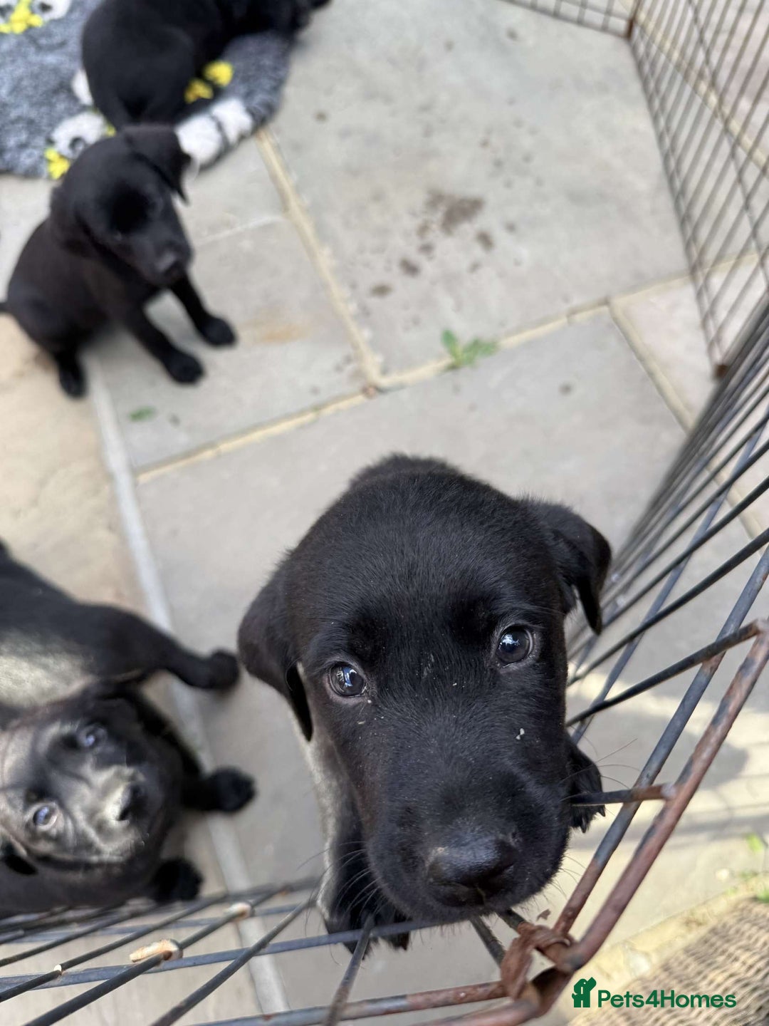 Labrador Retriever dogs for sale: 6 beautiful pedigree Labrador puppies - Image 14