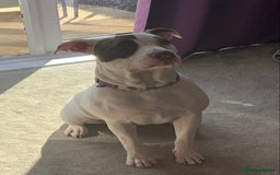 American Bulldog dogs for sale: FOR SALE - Image 5