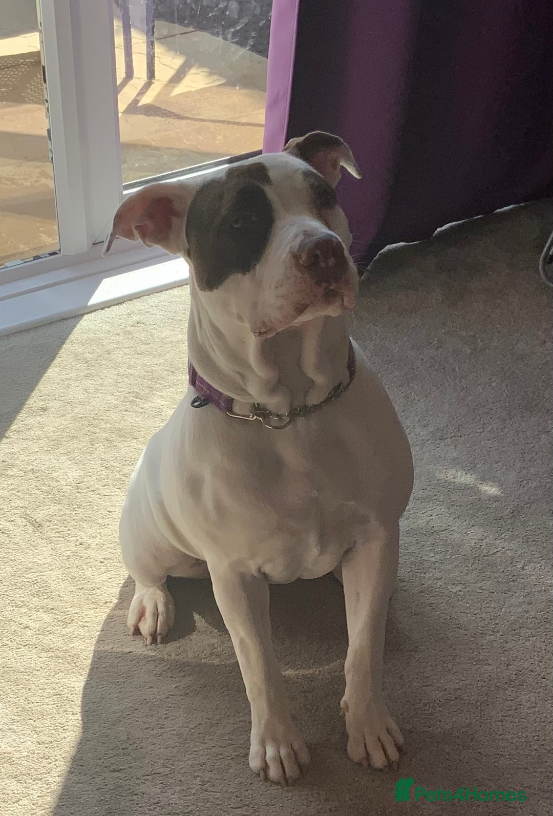 American Bulldog dogs for sale: FOR SALE - Image 5