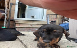 Dachshund dogs for sale: KC standard wire haired dachshund puppies (teckel) in Tiverton - Image 14