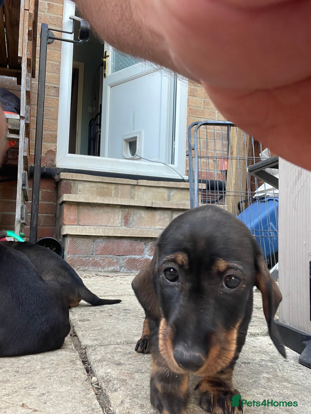 Dachshund dogs for sale: KC standard wire haired dachshund puppies (teckel) in Tiverton - Image 14