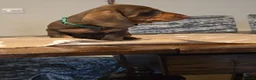 Dachshund dogs for sale: Beautiful short hair dachshund puppies in Bournemouth - Advert 13