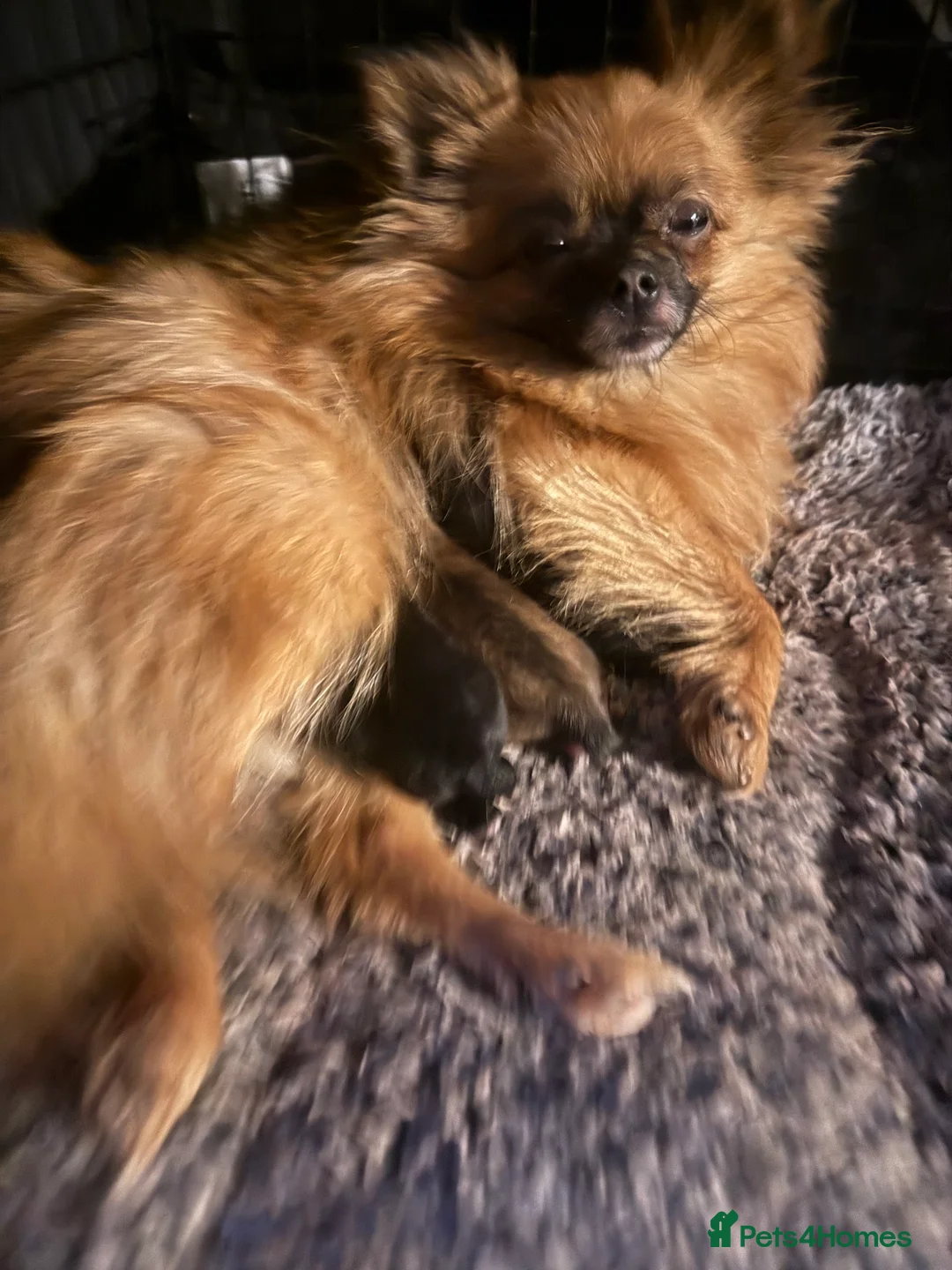 Pomeranian dogs for sale: X2 Pomeranian boys  - Advert 4