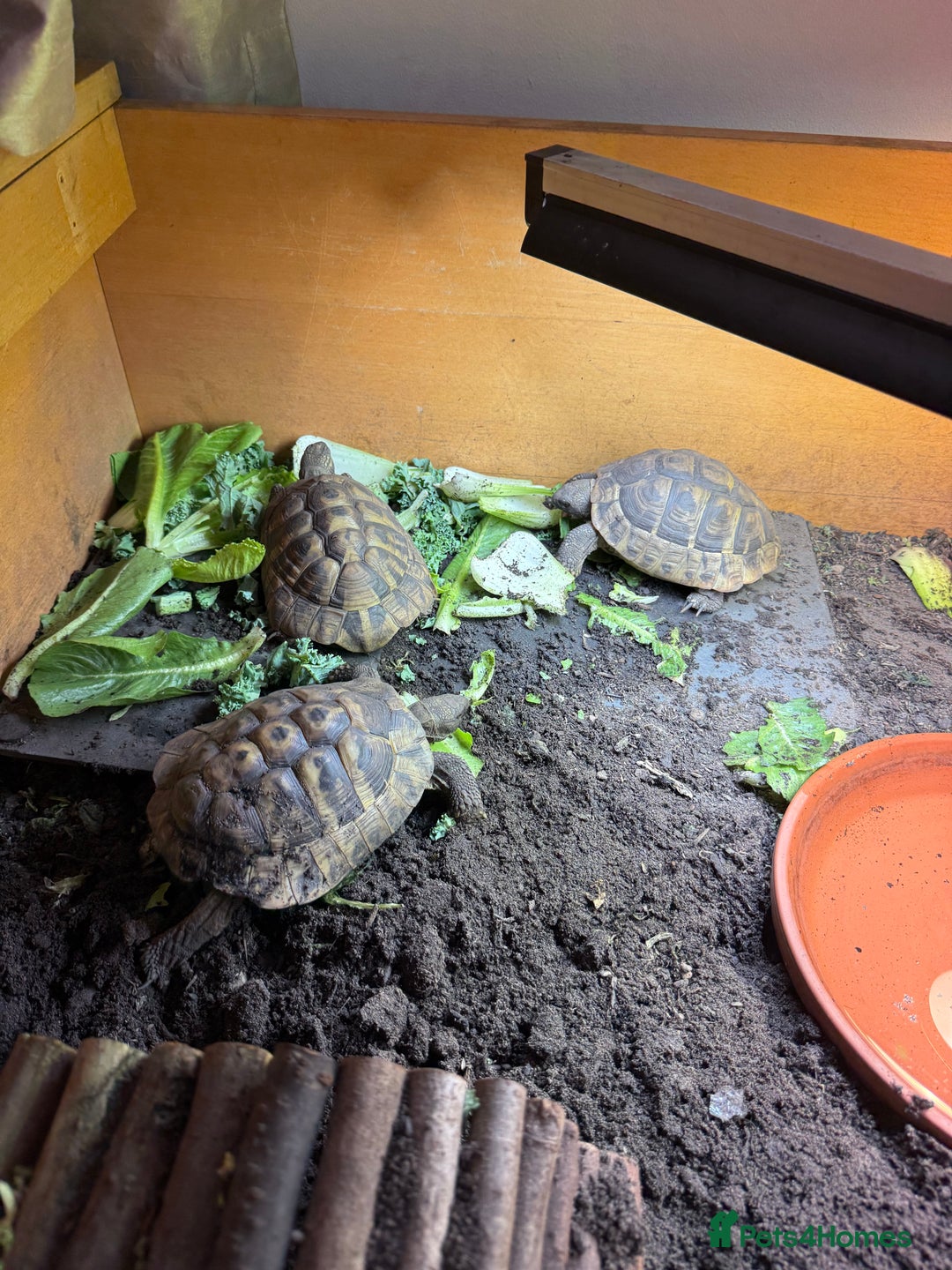 Tortoise reptiles for sale: Hermanns - Image 6